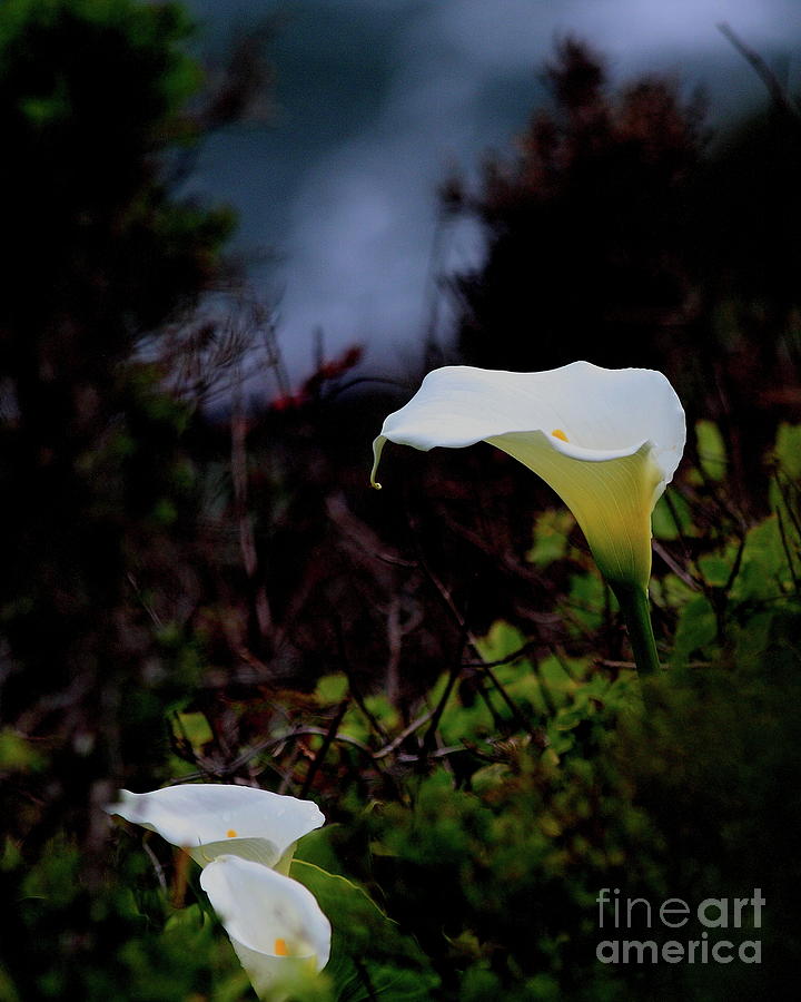 Calla Lily Photograph by Wingsdomain Art and Photography