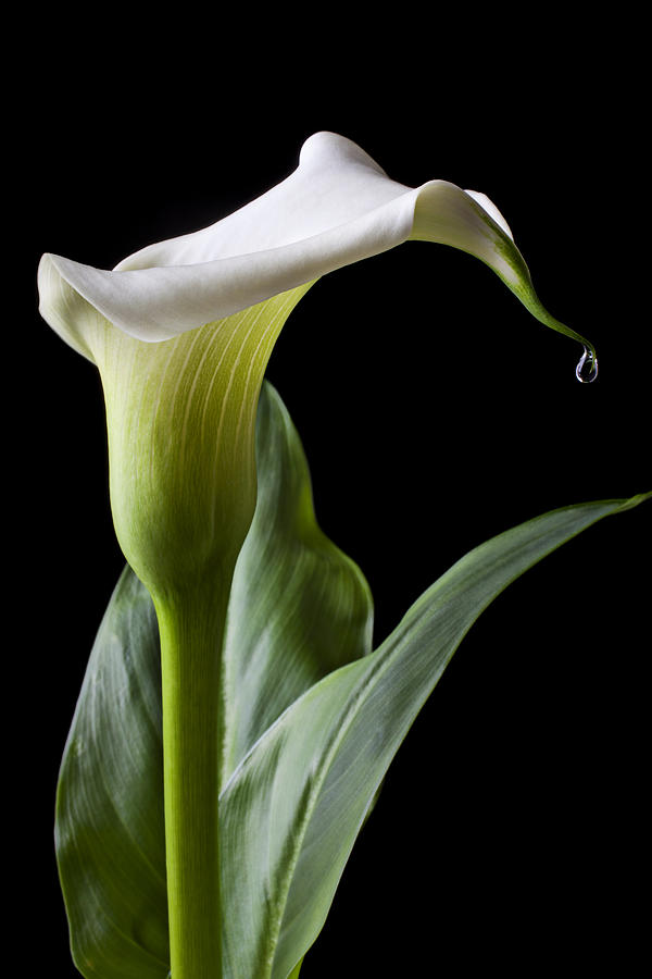 Calla Lily Photograph - Calla lily with drip by Garry Gay