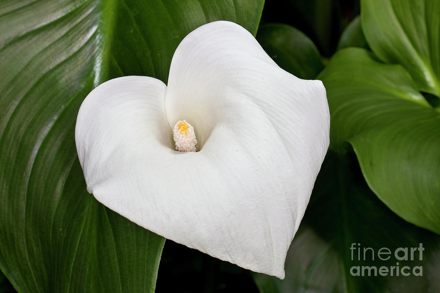 Calla-lily - Zantedeschia aethiopica Photograph by Anthony Totah