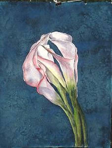 Calla On Paper Painting by Diane Ziemski