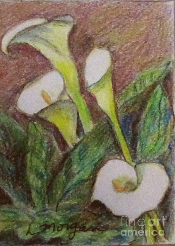 Calla Quartet Drawing by Laurie Morgan