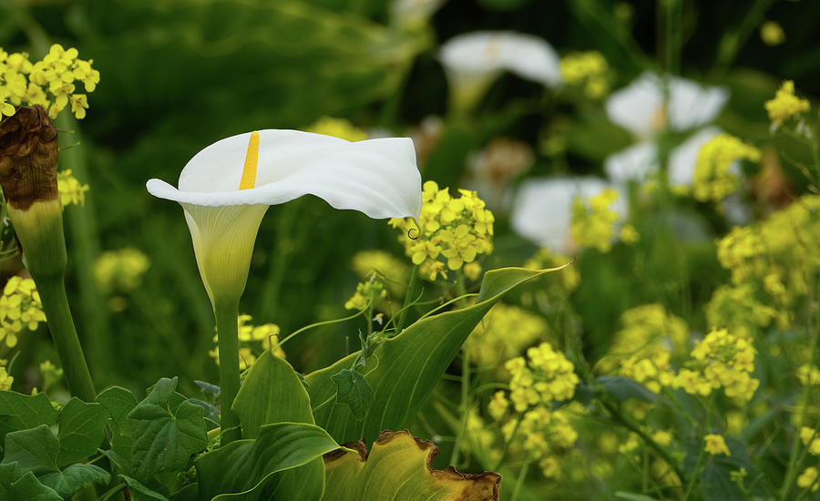 Calla Photograph by Skip Hunt