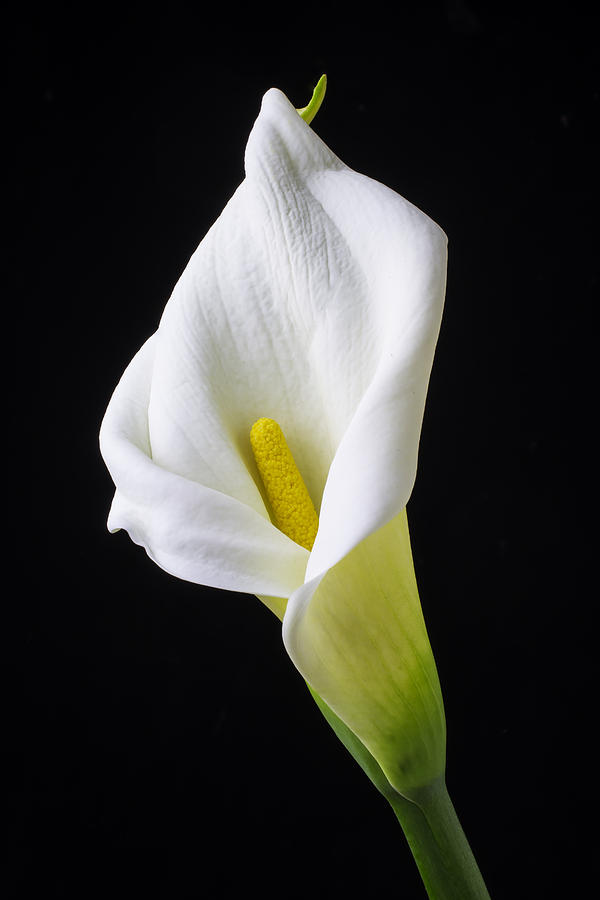 Flower Photograph - Calla Still Life by Garry Gay