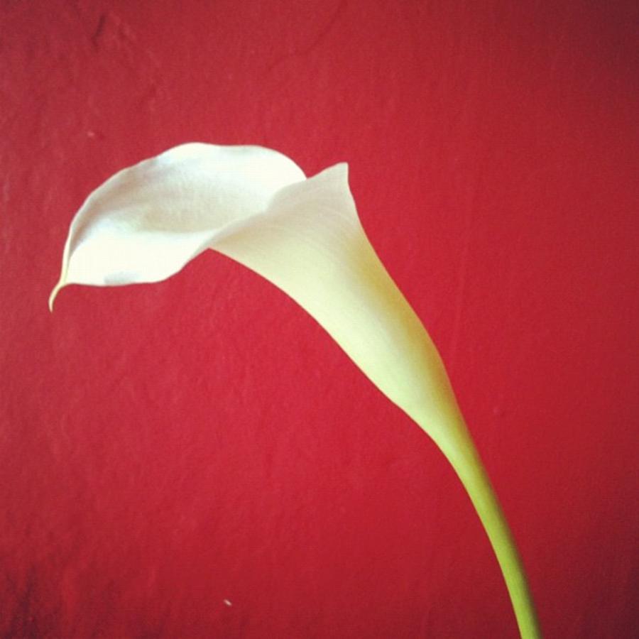 Flower Photograph - Callalily L by Heather Classen