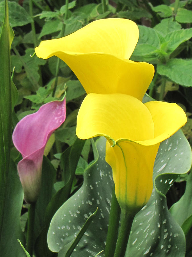 Callas Group Photograph by Pauline Ross | Fine Art America