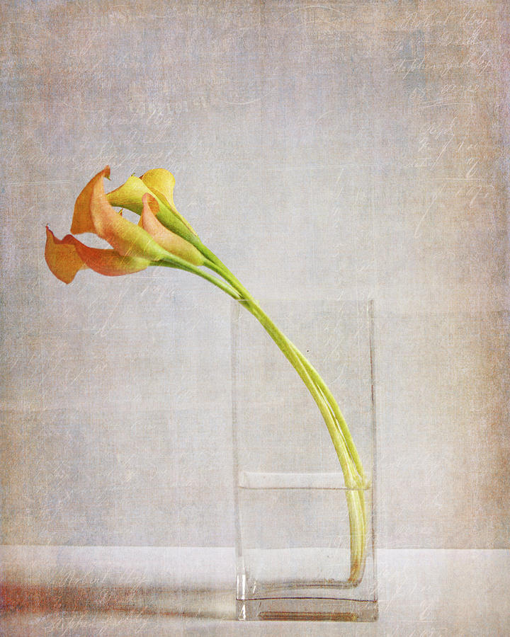 Callas In Vase Photograph