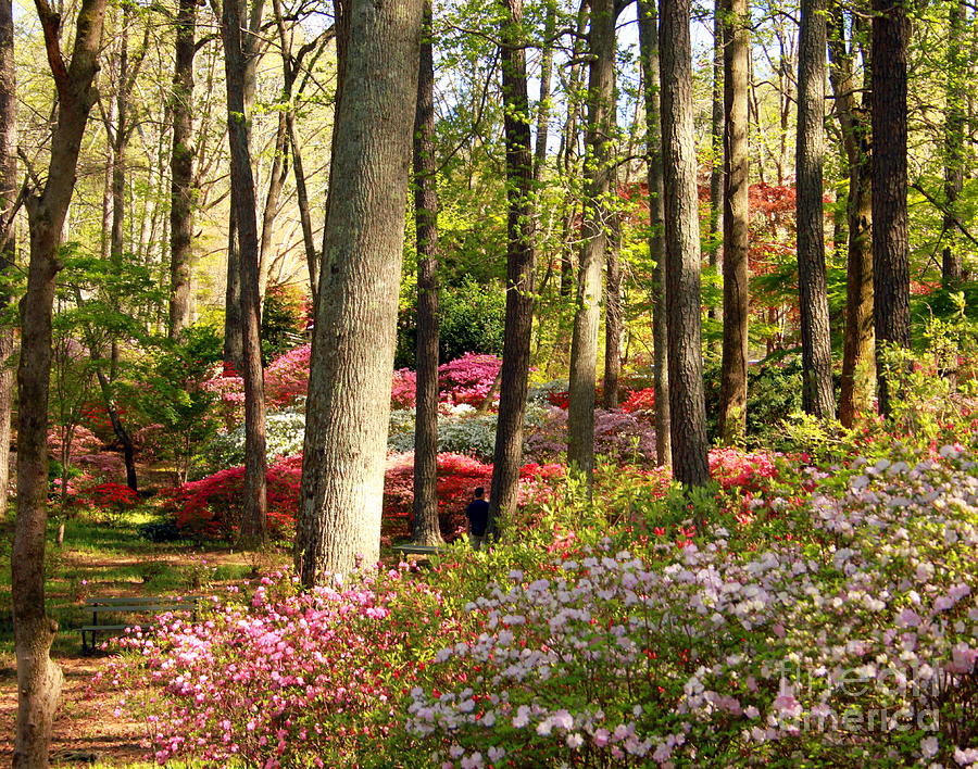 Callaway Gardens, Pine Mountain Georgia bright colored azaleas ...