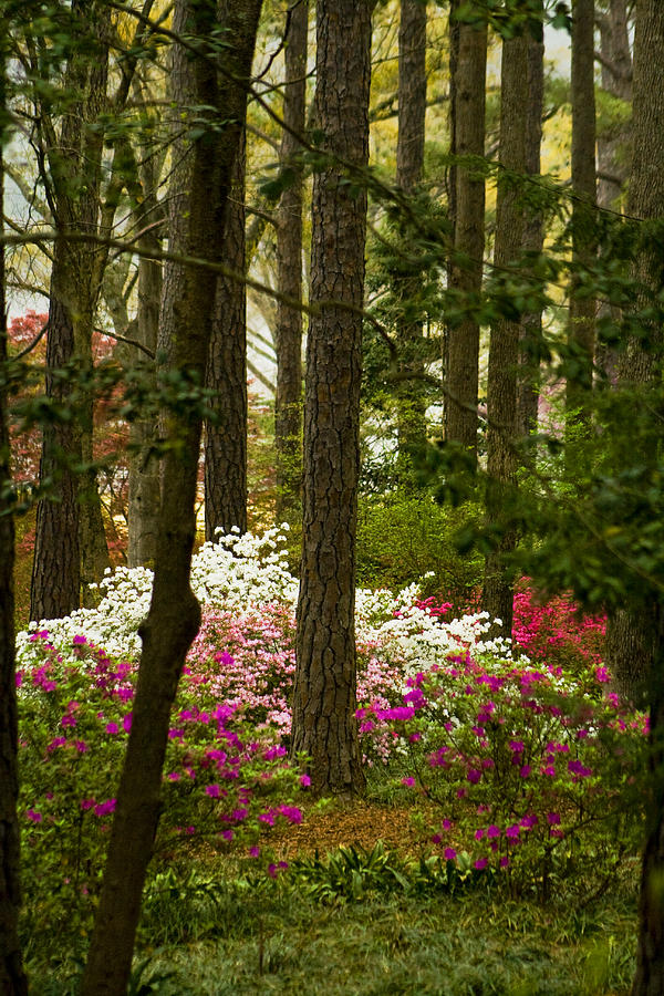 Callaway Gardens Spring Azaleas Photograph by Kathy Clark