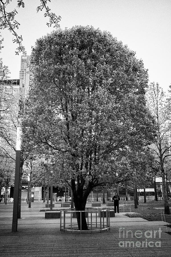 Callery pear Survivor tree at the National September 11 Memorial & Museum.