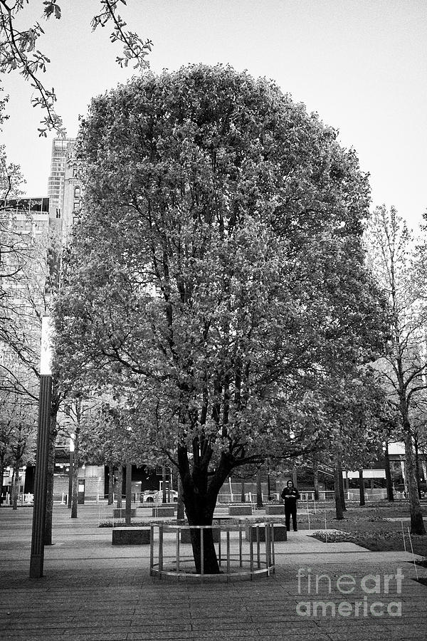 The 9/11 Survivor Tree Returns Home - The New York Times