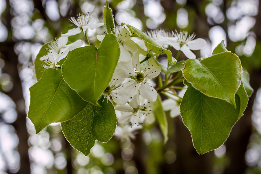 Callery Pear Tree Bloom Photograph by Susie Weaver