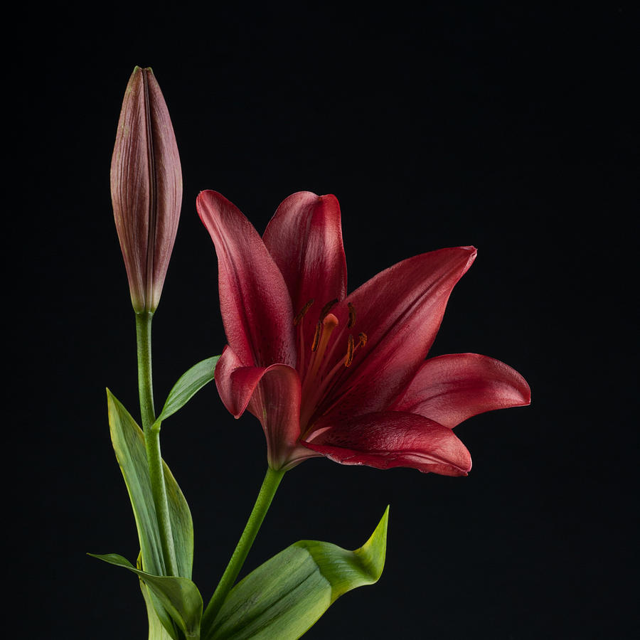 Calli Photograph by Catherine Lau - Fine Art America