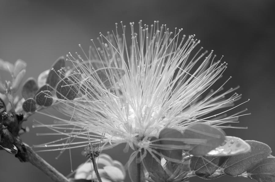 Black And White Photograph - Calliandra Flower by Konstantin Sevostyanov