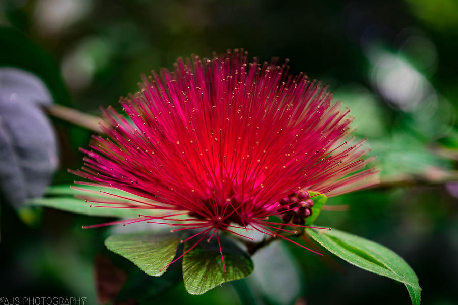 Flower Photograph - Calliandra in Bloom by AJS Photography