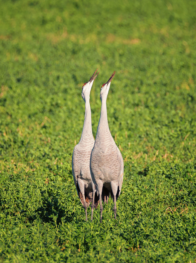 Calling All Cranes Photograph by Loree Johnson