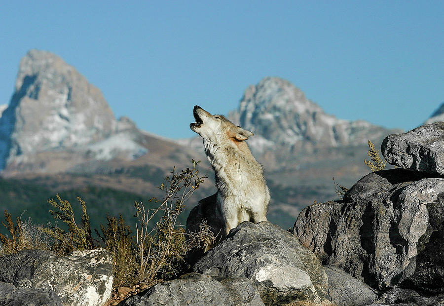 Calling all Wolves Photograph by Ronnie And Frances Howard