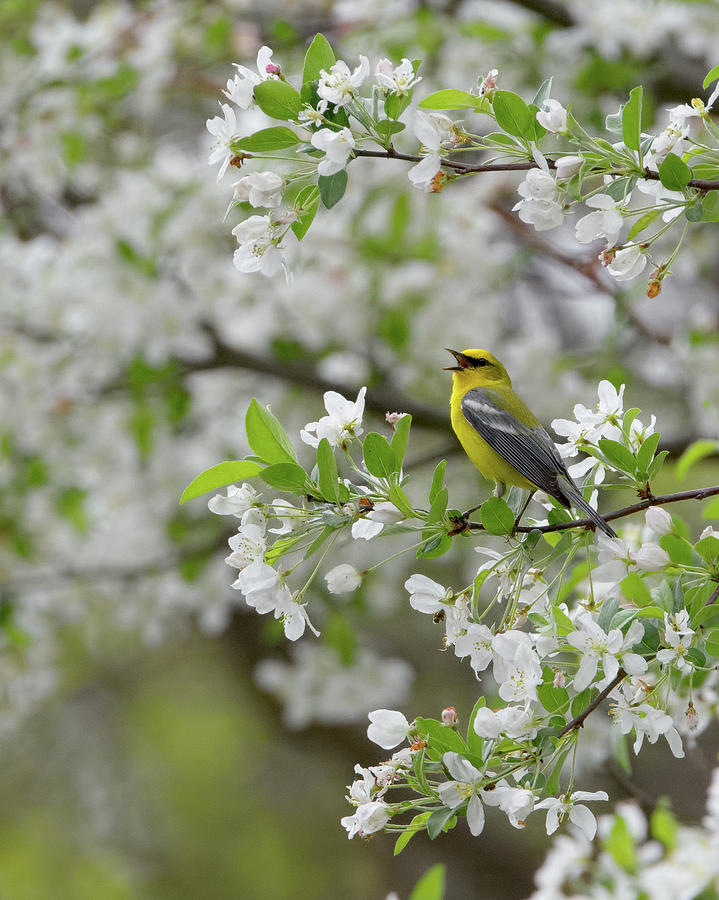 Calling Blue Winged Warbler 2017a Photograph by Bill Wakeley
