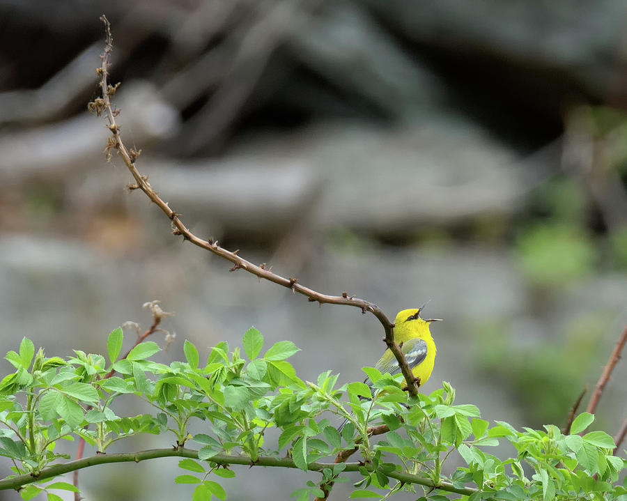 Calling Blue Winged Warbler 2017b Photograph by Bill Wakeley