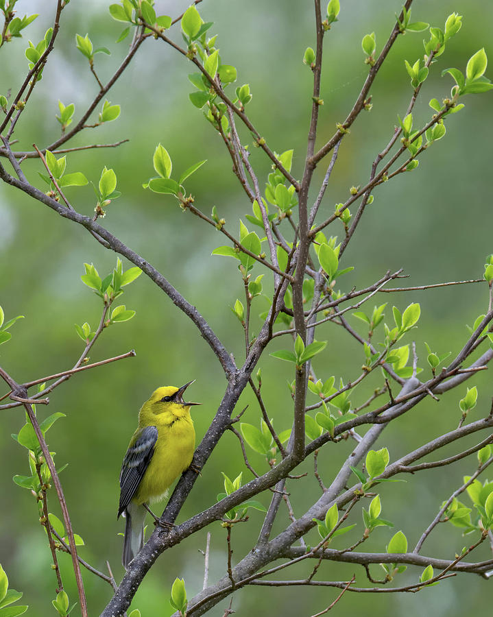 Warbler Photograph - Calling Blue Winged Warbler by Bill Wakeley