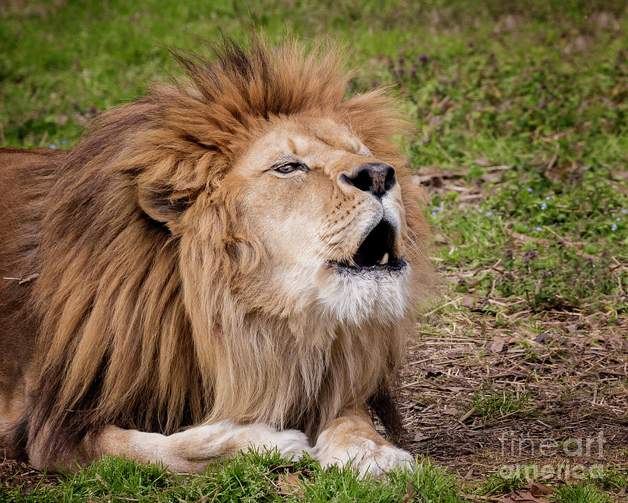 Calling for His Lioness Photograph by Karen Jorstad
