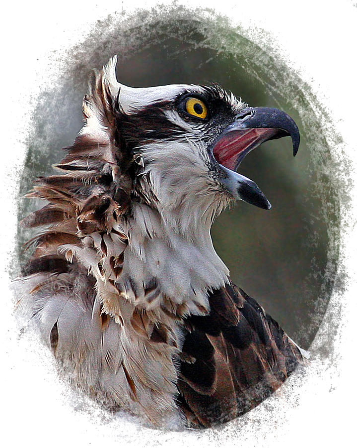 Calling Osprey Photograph by Larry Linton