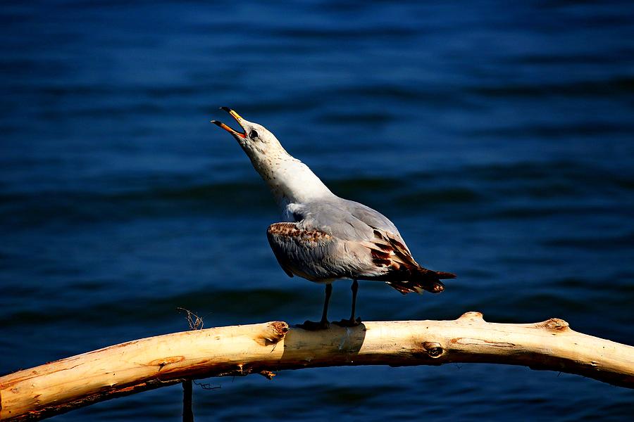 Bird Photograph - Calling Out by Amanda Struz