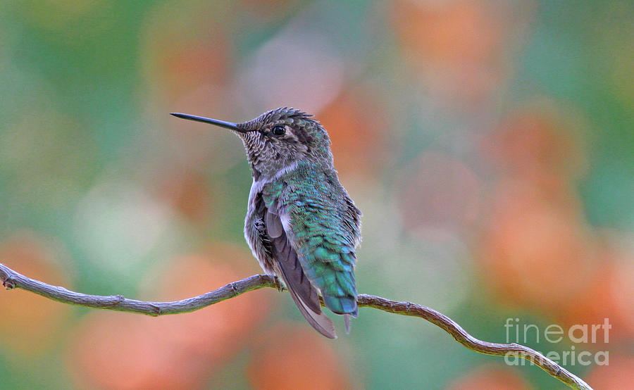 Calliope Hummingbird Photograph by Gary Wing
