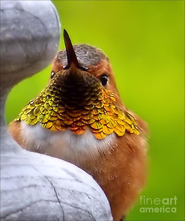 Calliope Hummingbird Photograph by Julia Hassett