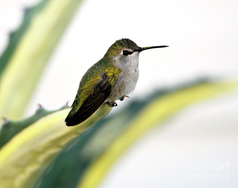 Calliope Hummingbird on Agave Photograph by Denise Bruchman