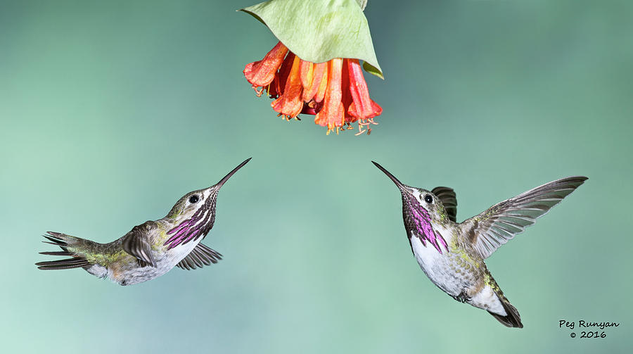Calliope Hummingbirds Photograph by Peg Runyan