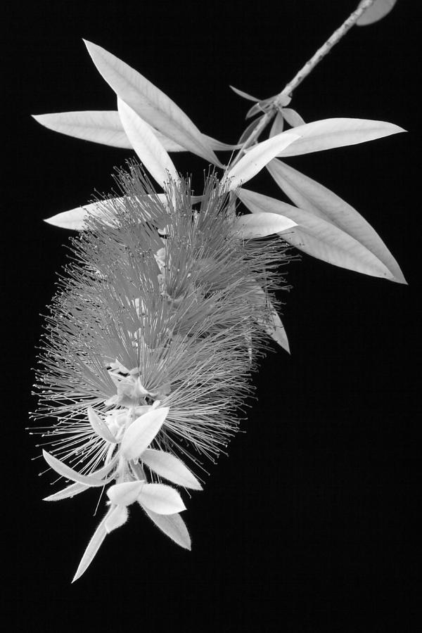 Flower Photograph - Callistemon Beauty 1 by Kelley King