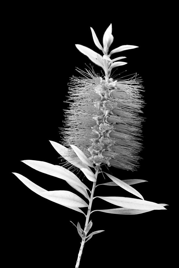 Flower Photograph - Callistemon Beauty 3 by Kelley King