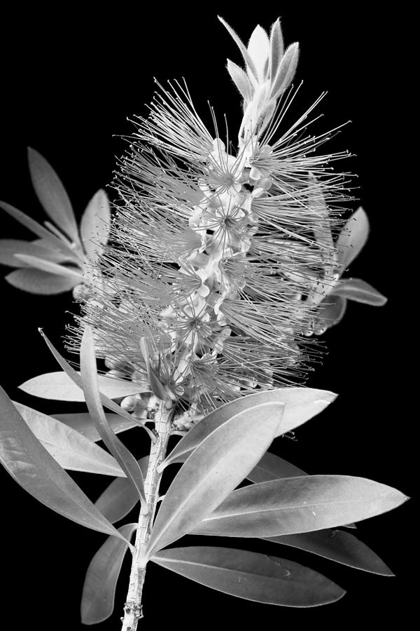 Flower Photograph - Callistemon Beauty 4 by Kelley King