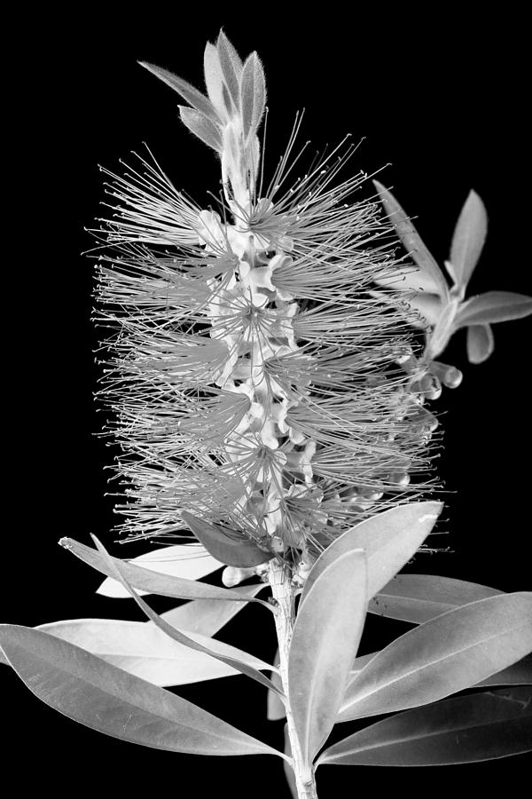 Flower Photograph - Callistemon Beauty 5 by Kelley King