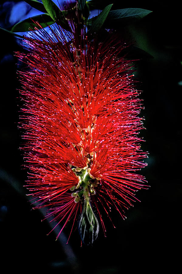 Callistemon Citrinus Red Puffy Fluffy Flower Plant Photograph by Alex Grichenko