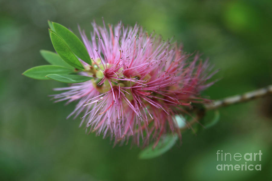 Callistemon Viminalis Taree Pink Weeping Bottlebrush Flowering Trees Of ...