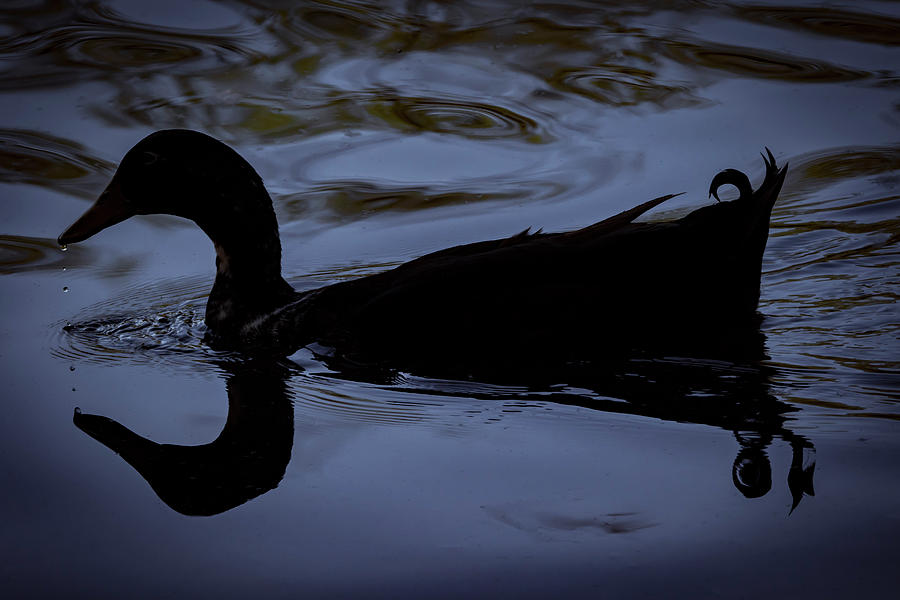 Calm Blue Duck Photograph by Ray Congrove
