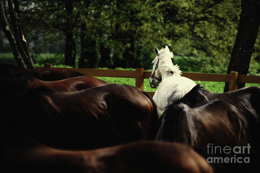 Calm horses Photograph by Dimitar Hristov