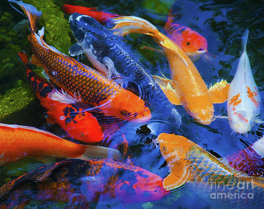 Calm Koi Fish Photograph by Jerry Cowart