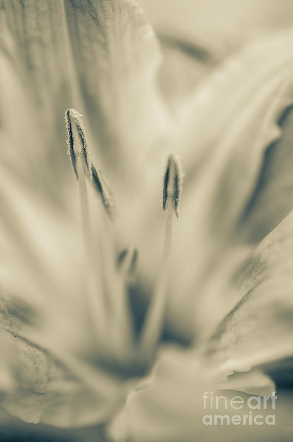 Calm Passions Lily Sepia Botanical / Nature / Floral Photograph Photograph by PIPA Fine Art - Simply Solid