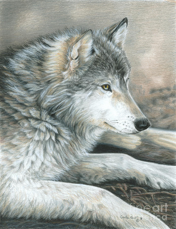 Calm Wolf Painting by Carla Kurt