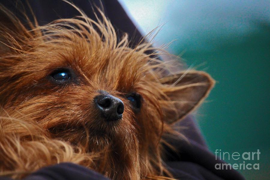 Dog with Chicago Cubs Collar Photograph by Laura Birr Brown - Fine Art  America