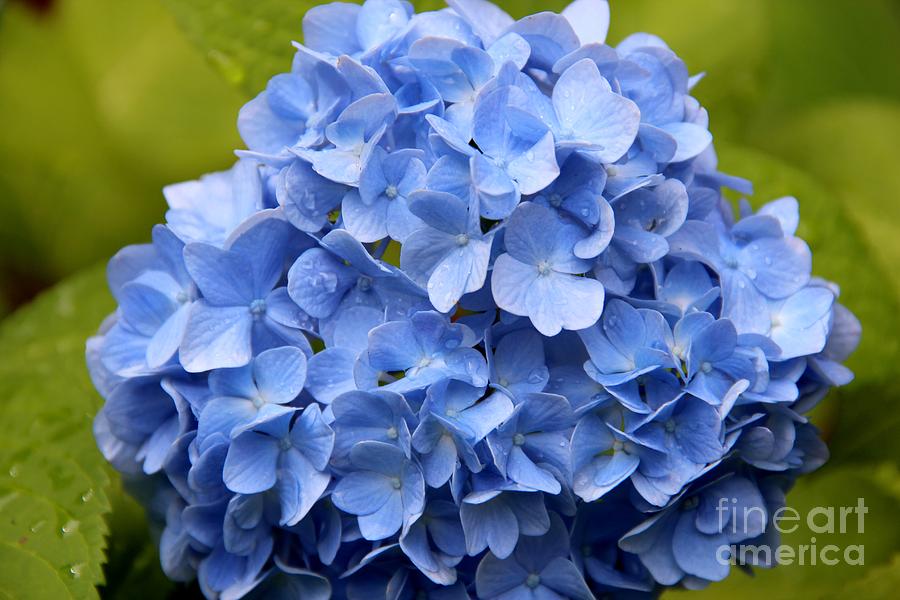 Flower Photograph - Calming Blue by Pauline Ross