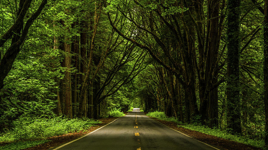 California's Avenue of the Giants Photograph by TL Mair | Fine Art America