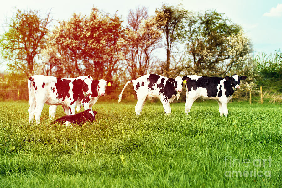 Cow Photograph - Calves In Spring Field by Amanda Elwell