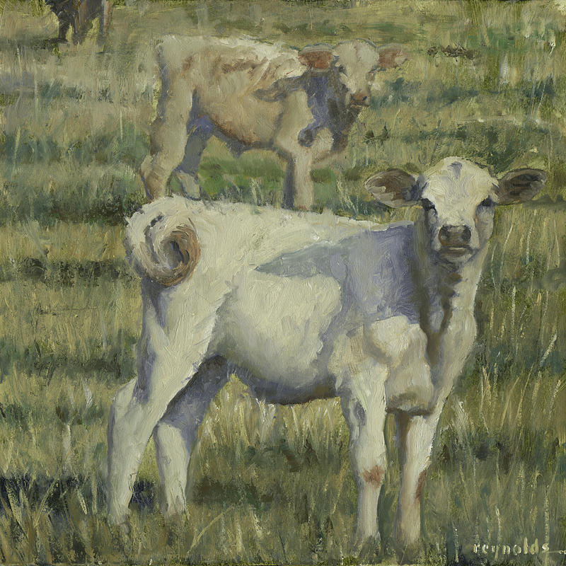 Cow Painting - Calves in the Pasture by John Reynolds