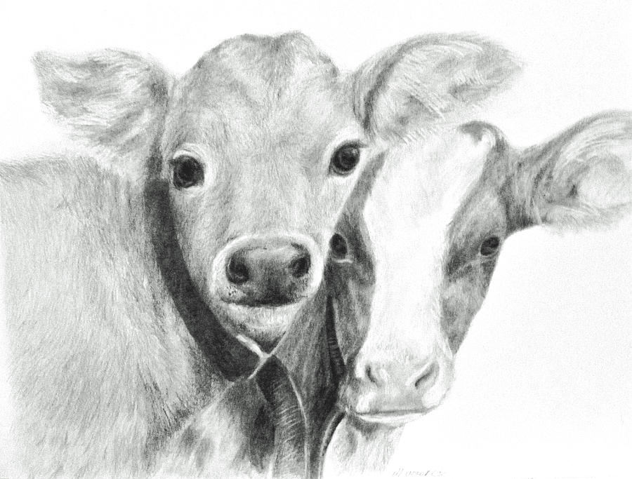 Cows Drawing - Calves by Meagan Visser.