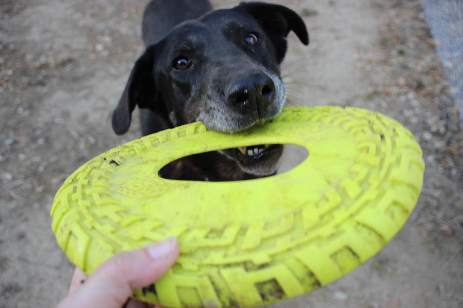 Calvin play Photograph by Susan Bollinger - Fine Art America