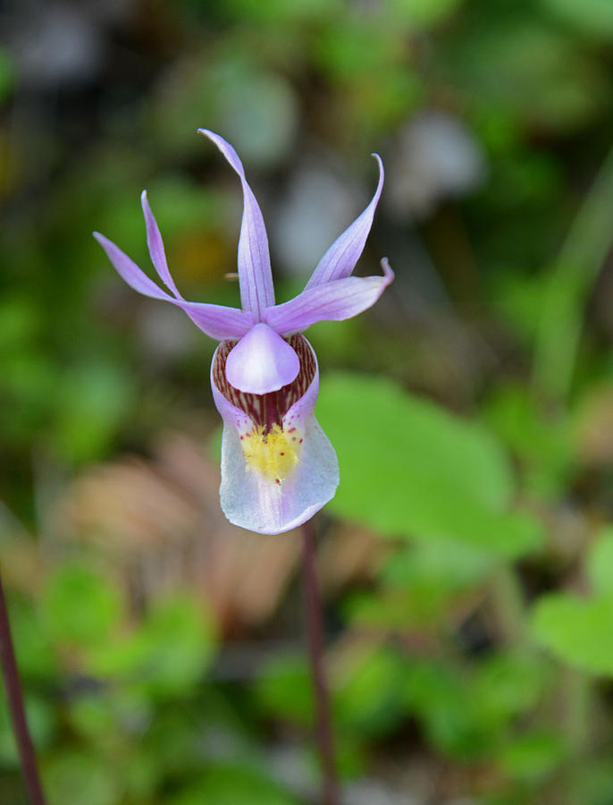 Calypso Orchid Photograph by Whispering Peaks Photography
