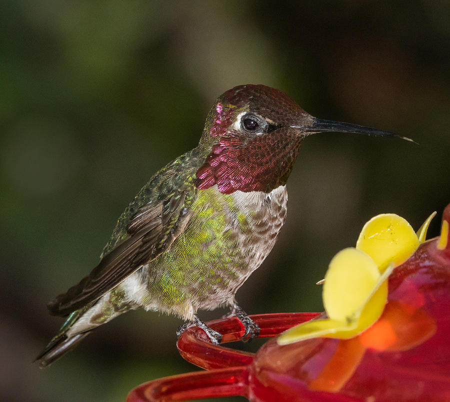 Calypte Anna Photograph by Elizabeth Waitinas - Fine Art America